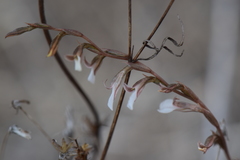 Schiedeella transversalis