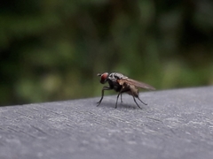 Musca domestica
