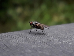 Musca domestica