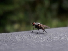 Musca domestica