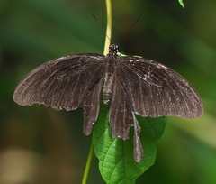 Papilio nephelus chaon