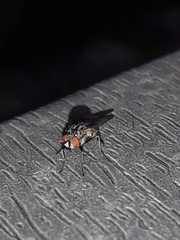 Musca domestica