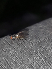 Musca domestica