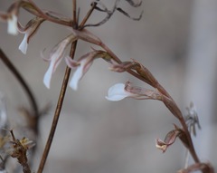 Schiedeella transversalis