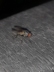 Musca domestica