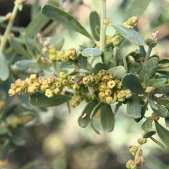 Chenopodium nitrariaceum