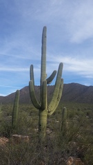Carnegiea gigantea