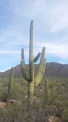 Carnegiea gigantea