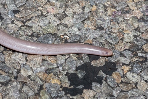 Pale-headed Blind Snake, Anilios hamatus