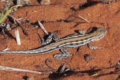 Ctenophorus maculatus