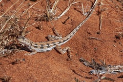 Ctenophorus maculatus