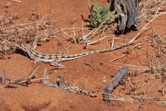 Ctenophorus maculatus