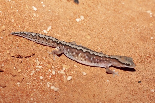 Carnarvon Basin Saddled Ground Gecko, Diplodactylus klugei
