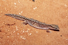 Kluge's Gecko