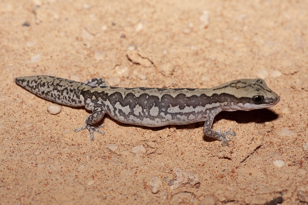 Ornate Stone Gecko