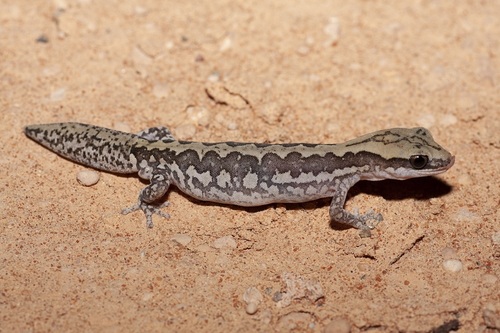 Beautiful Diplodactyle, Diplodactylus ornatus