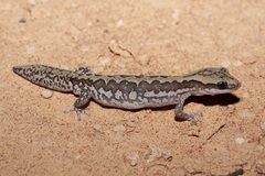 Ornate Stone Gecko
