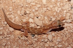 Lucasium alboguttatum