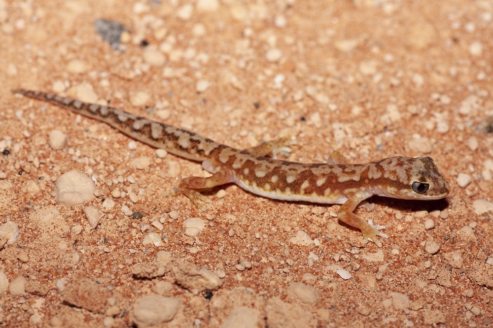 White-spotted Ground Gecko