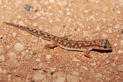 White-spotted Ground Gecko