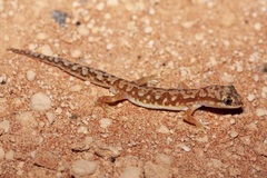 Lucasium alboguttatum