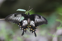 Papilio ascalaphus