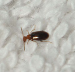 Anthicinae
