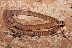 Pygopus nigriceps