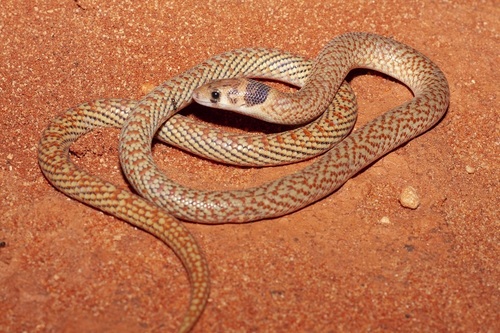 Hooded Scaly-foot, Pygopus nigriceps
