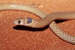 Pygopus nigriceps