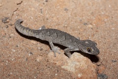 Strophurus strophurus