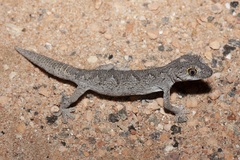 Strophurus strophurus