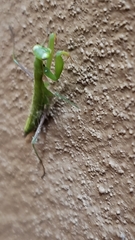 Ameles spallanzania