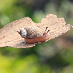 Australian Amber Snail