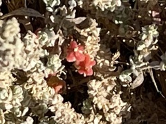 Extriplex californica