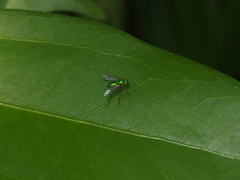 Chrysosoma globiferum