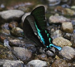 Papilio blumei