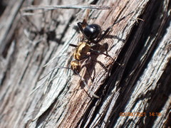 Polyrhachis semiaurata
