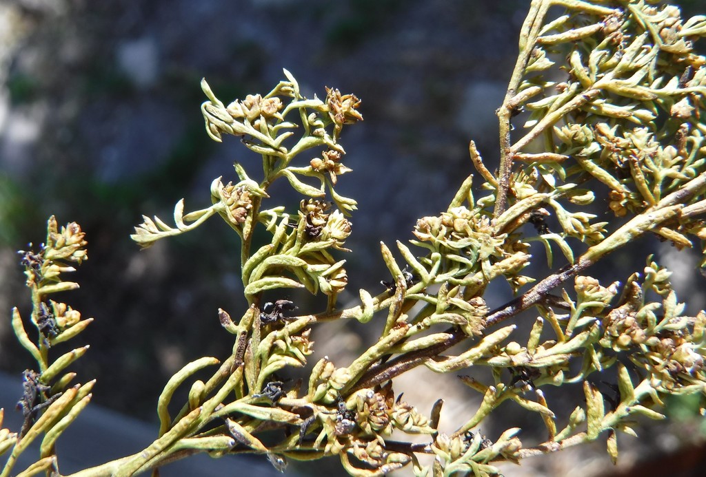 Thesium prostratum