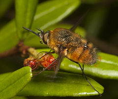 Eristalopsis wrightae