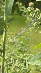 Platycnemis pennipes