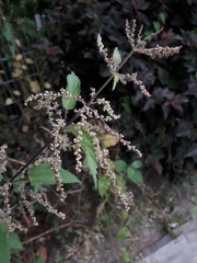 Urtica dioica