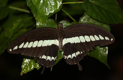 Papilio gigon