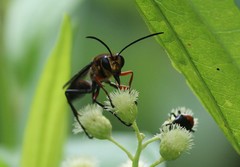 Sphex nitidiventris