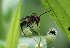 Sphex nitidiventris