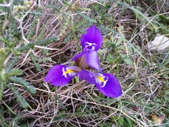 Iris unguicularis