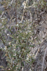 Baccharis sordescens