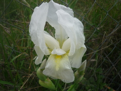 Iris albicans