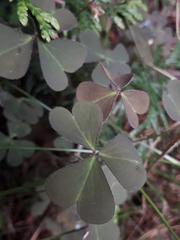 Oxalis corniculata