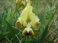 Iris pumila attica